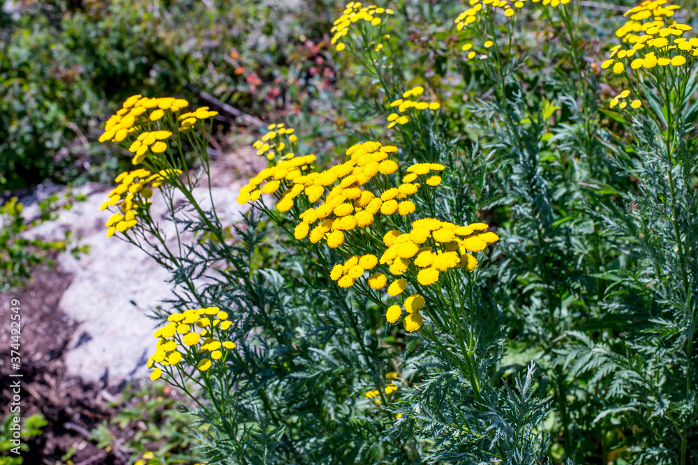 Yellow inflorescences of tansy. Medicinal plant tansy Tanacetum vulgare, bitter button in the field.