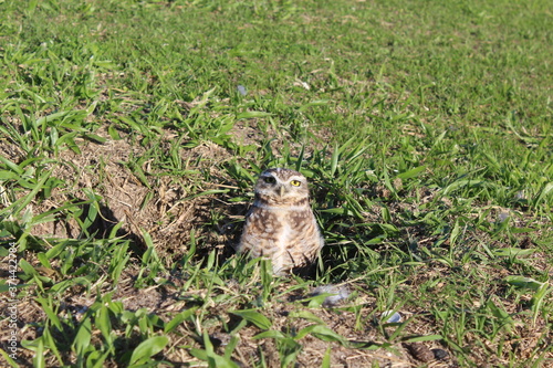 The burrowing owl (Athene cunicularia) is a small, long-legged owl
