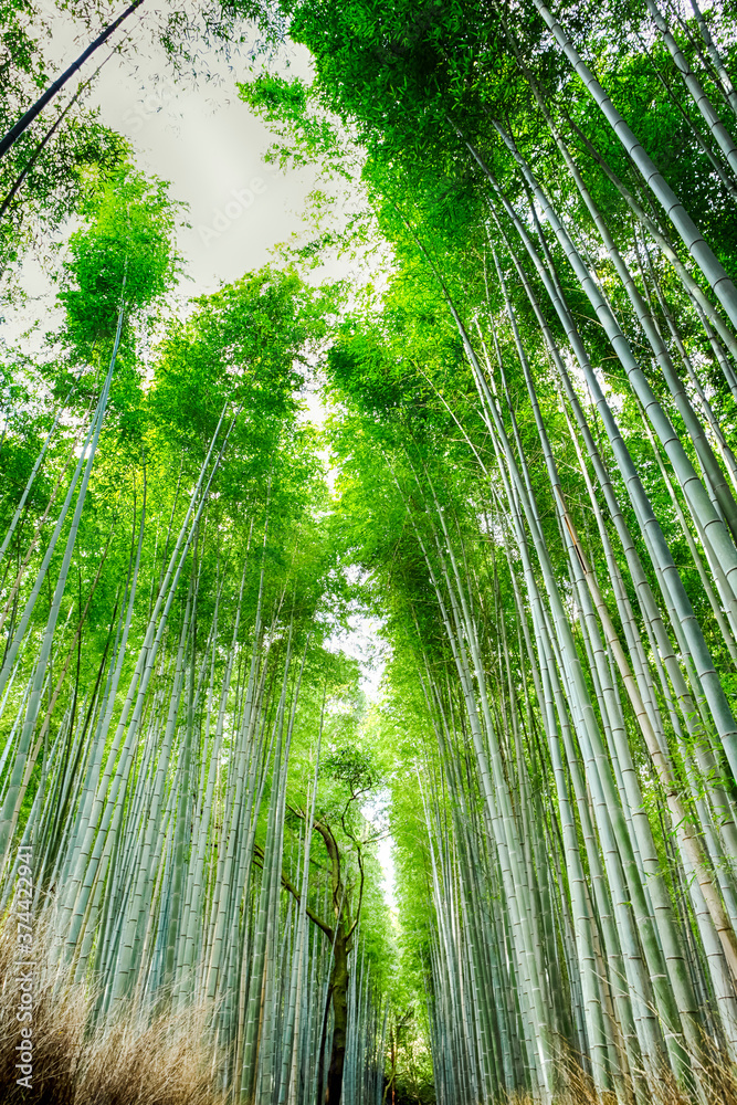 Oriental Travel Destinations. Sagano Forest as a Renowned Green Bamboo Forest in Japan. Oriental Travel Destinations. Sagano Forest as a Renowned Green Bamboo Forest in Japan.