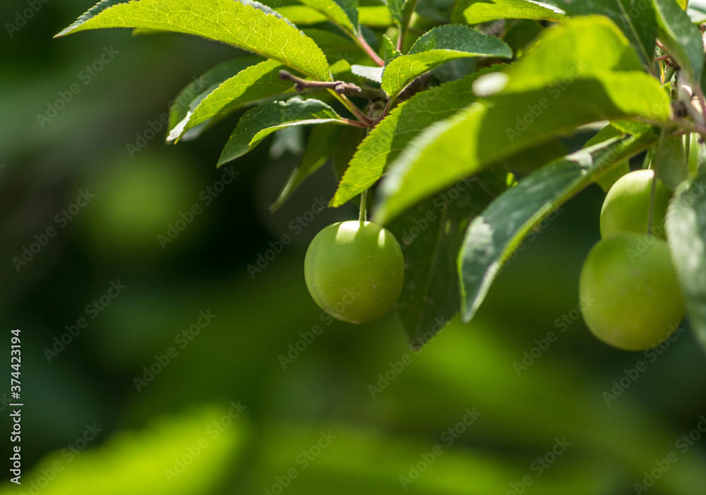 fresh Greengages on the branch of a tree with green leaves 