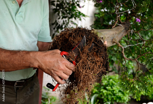 Man pruning bonsai roots with scissors photo