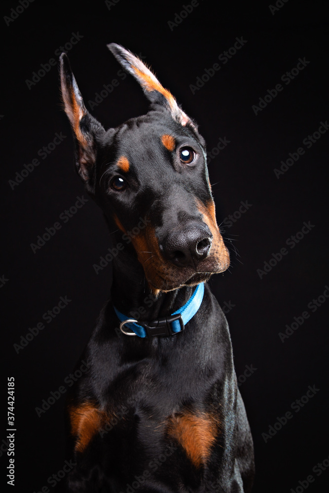 Doberman puppy studio portrait