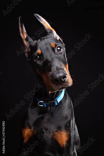 Doberman puppy studio portrait