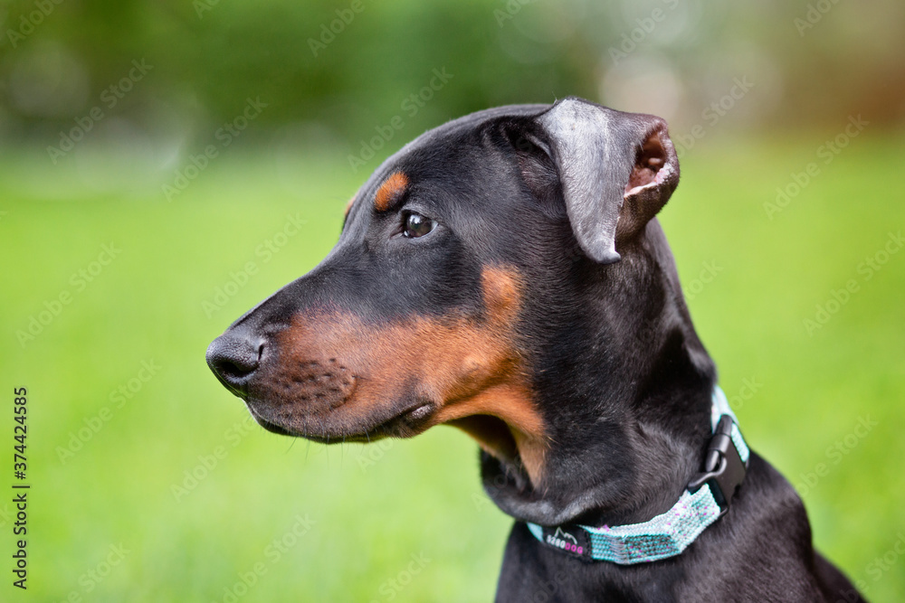 profile portrait of a Doberman puppy outdoors profile portrait of a Doberman puppy outdoors