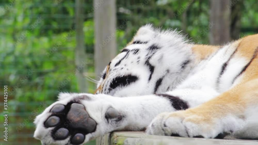 Closeup shot of a beautiful tiger (Panthera tigris) resting in a park ...