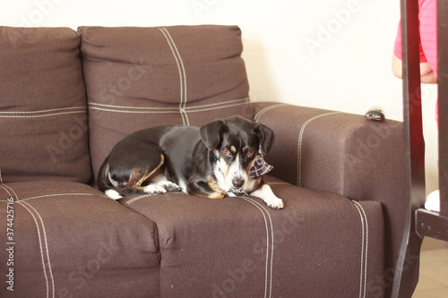 Cachorro triste sentado en sofa