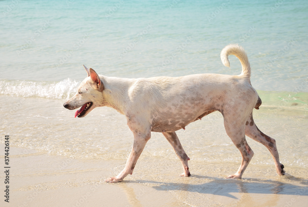 white vagrant dogs walk or run on the beach near group of people with fresh blue sea background. Image for healthy concept with stray animals carrying or contagion rabies virus.