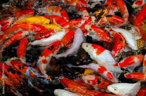 group of colorful young fancy carp koi fish in clear and clean water aquarium in top view