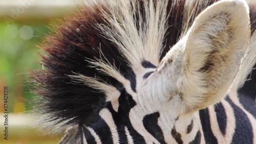 Plains zebra crest closeup (Equus quagga, formerly Equus burchellii)in a wildlife park in Uk. Zebras are various species of African equids (horse family) united by their black-and-white striped coats.