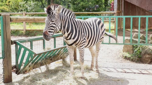 Plains zebra (Equus quagga, formerly Equus burchellii) in a wildlife park in Uk. Zebras are various species of African equids (horse family) united by their black-and-white striped coats.