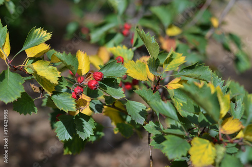 Red rose hips on a blurred background. Disfocused. Autumn background