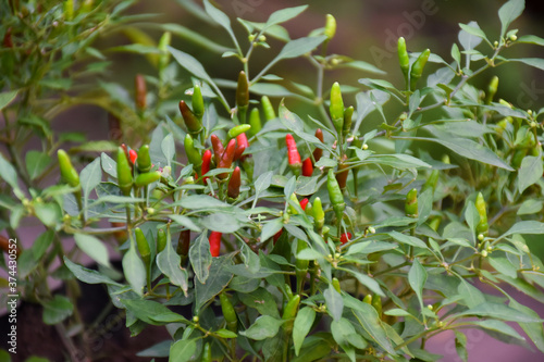 Capsicum annuum 'Bird's Eye'