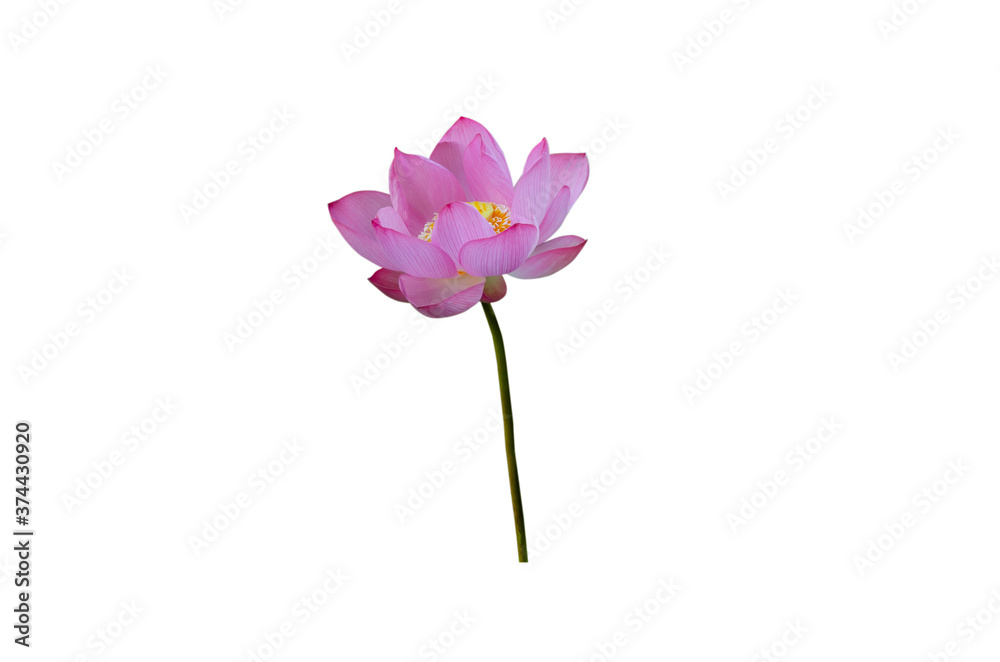 Pink lotus flower isolated on white background.