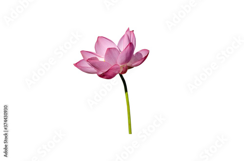 Pink lotus flower isolated on white background.