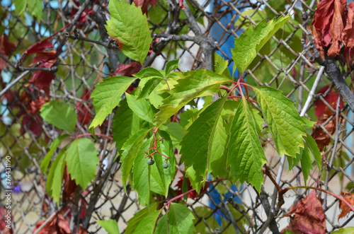 Green, red leaves of wild grape are woven along the fence. Autumn background. Selective focus