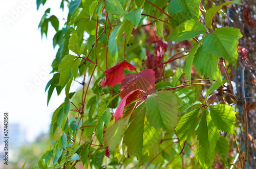 Autumn background of bright leaves. Leaves in selective focus. Place for text