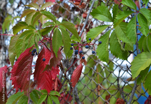 Background with autumn colorful leaves. Autumn mood. Vivid colours