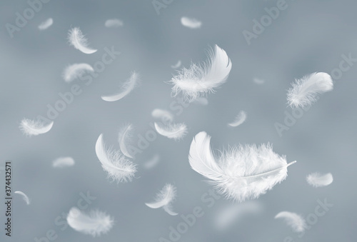 Feather abstract freedom concept. Group of light fluffy a white feathers floating in the sky. 