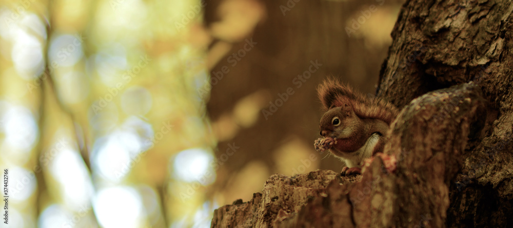 Obraz premium Squirrel in Autumn