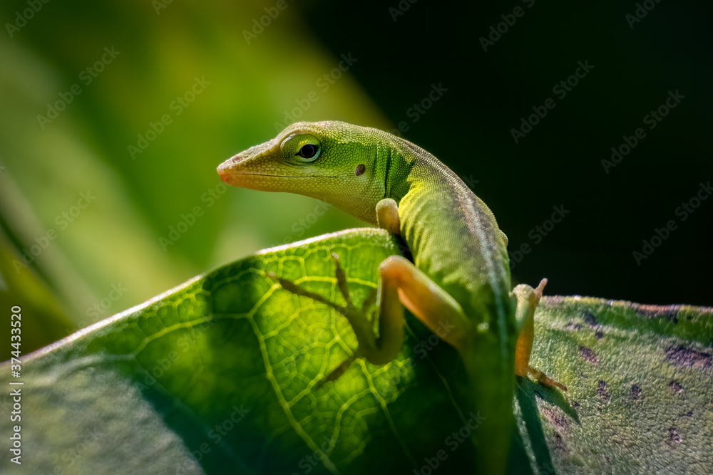 Fototapeta premium A juvenile Carolina anole or green anole looks back to pose. Raleigh, North Carolina.