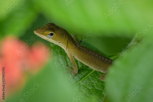 A juvenile Carolina anole or green anole pauses to look up. Raleigh  North Carolina.