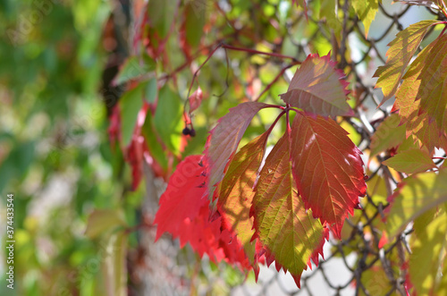 Background with autumn colorful leaves. Autumn mood