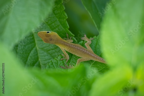 Top view of a juvenile Carolina anole or green anole Raleigh, North Carolina.