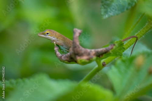 A young skeptical Carolina anole or green anole rests on a leaf. Raleigh, North Carolina.