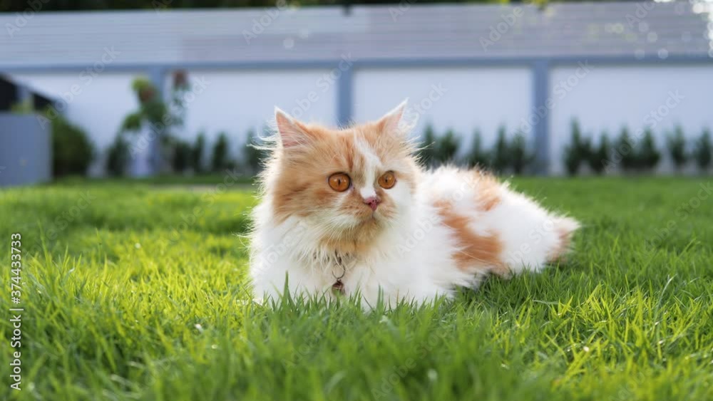 A cute Persian cat is sitting on a green grass field, selective focus shallow depth of field
