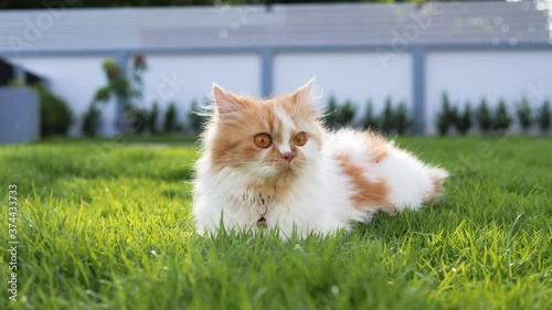 A cute Persian cat is sitting on a green grass field, selective focus shallow depth of field