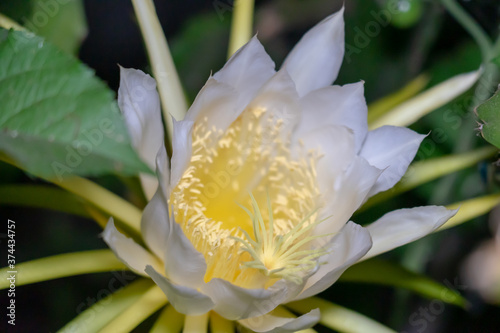 pitaya flower - open at night 