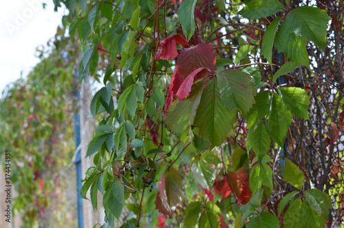 Green and red leaves of wild grapes. Autumn background. Soft focus. Copyspace