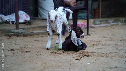 Two cute little goat-lings playing and walking in farmland. New born kid seeking for milk. Indian rural lifestyle. 