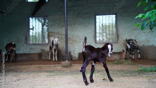 Morning time, cute goat-lings moving in light sun rays. White color goat ling with brown spots walking fearless in a farmland. 