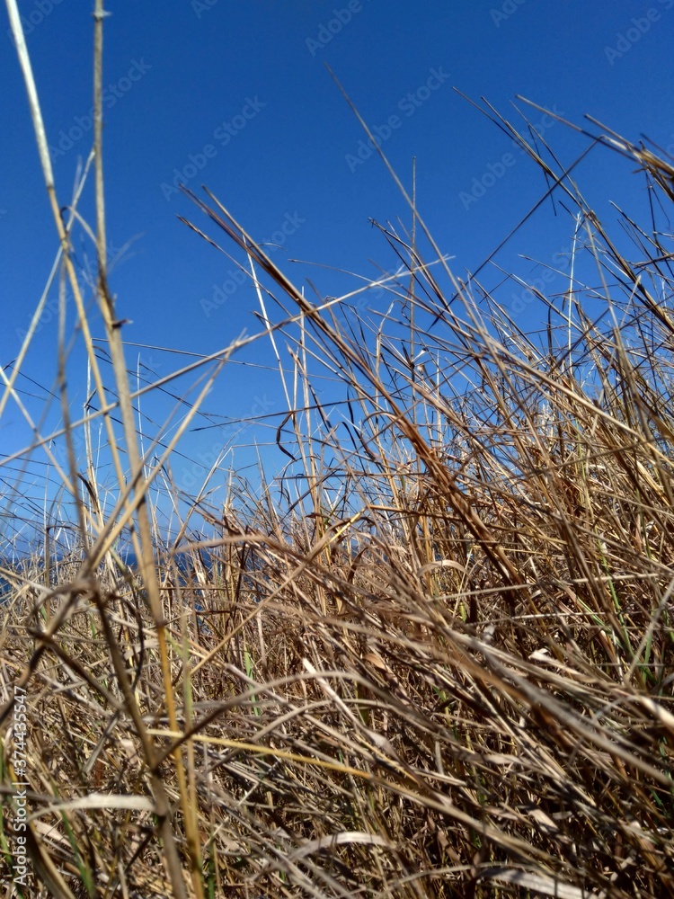 Obraz premium Dry Grasss with a natural background