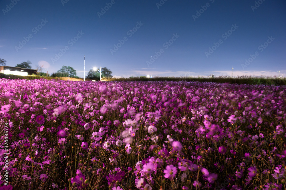 The fantastic night view of cosmos flowers field.