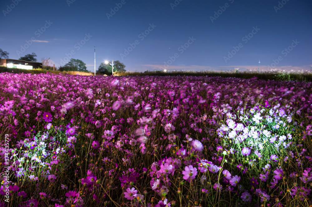 The fantastic night view of cosmos flowers field. The fantastic night view of cosmos flowers field.