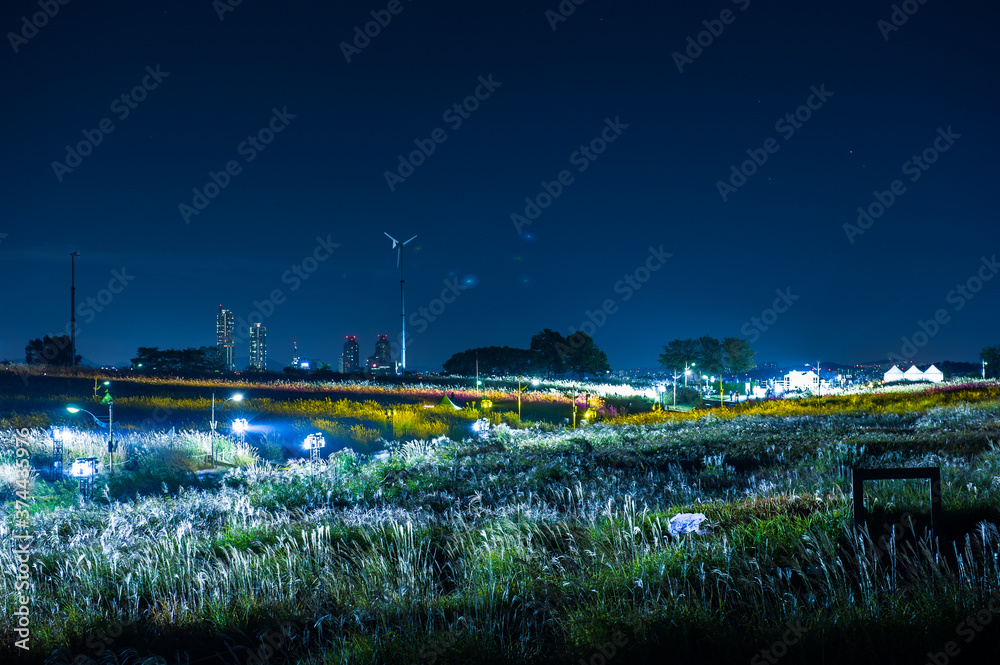Beautiful and colorful night view of silver grass,Miscanthus sinensis park.