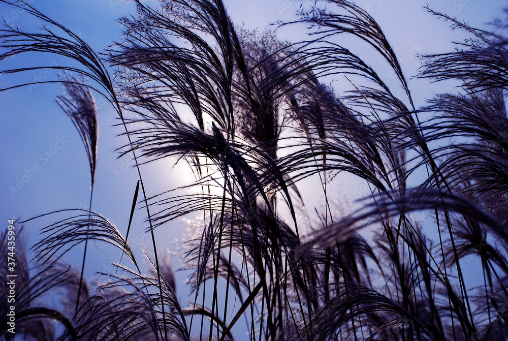 Obraz premium Beautiful Silver grass,Miscanthus sinensis. at sunset.
