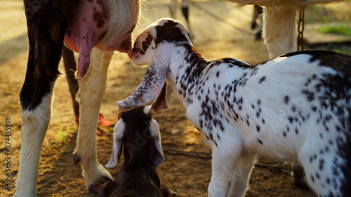 Little goat-lings suckling mother teats. New born kid depends on mother goat for milk. Wildlife nature concept. 