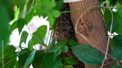 Amazing Bee swarm view on branch in jungle. Bee hive  source of delicious sweet honey. Ecology and apiculture concept. 