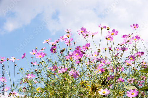                   the beautiful cosmos flowers background blue sky and clouds.