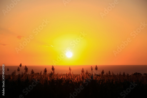 sunset over the sugar cane  field