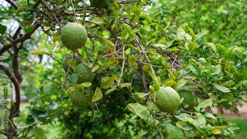 Selective focus on fresh green Lemon fruits  with blurred background. Ripe lemon fruit   citrus fruit  best source of Vitamin C. 