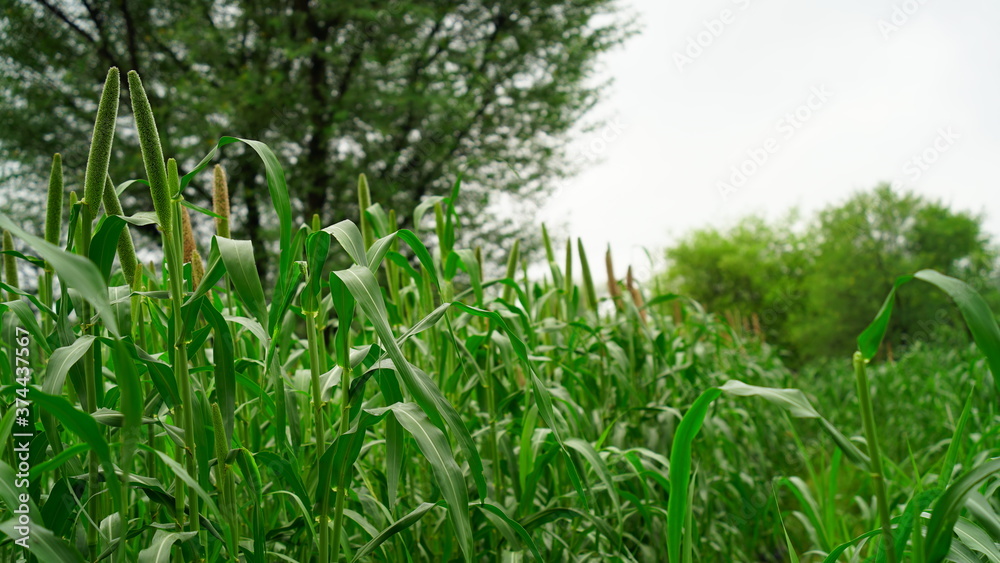 Obraz premium Growing millet plants in a Indian farmland. Green new budding plant. Millet scientific name is, Pennisetum glaucum. 