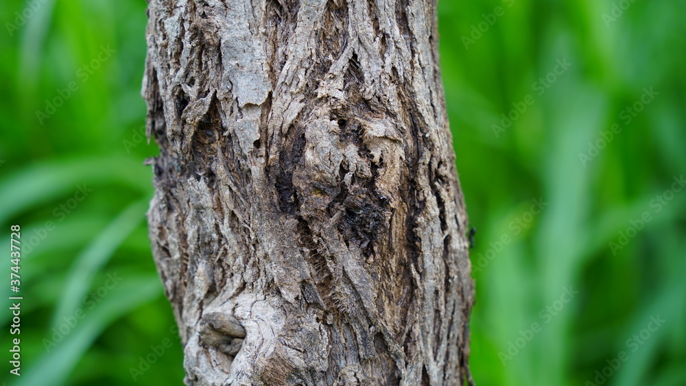 Close up view of Moringa or Drumstick tree trunk. Tropical tree with hard bark. Medicinal tree.
Close up view of Moringa or Drumstick tree trunk. Tropical tree with hard bark. Medicinal tree.