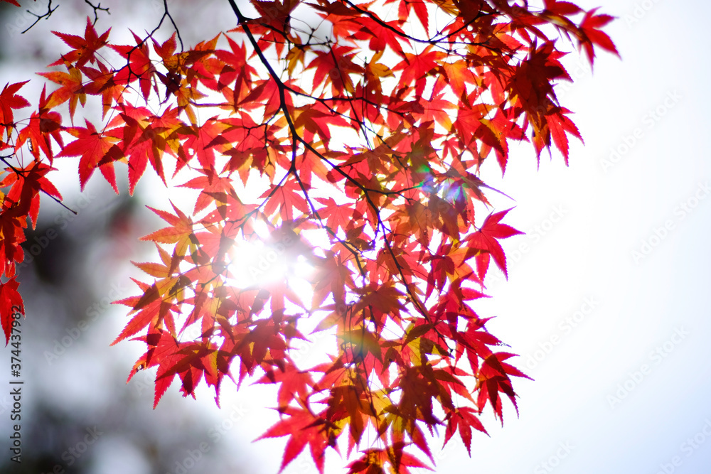 紅葉 紅葉