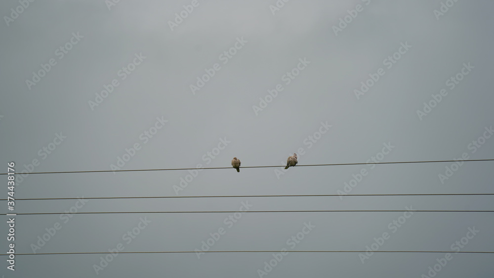 Beautiful dove sitting on electric wires with wet cloudy background. Wet rainy season with hovering black clouds. Beautiful dove sitting on electric wires with wet cloudy background. Wet rainy season with hovering black clouds.
