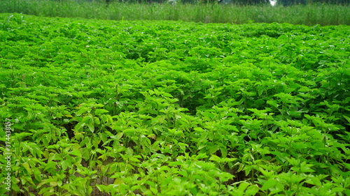 Cluster beans or gawar phali(guar)plant in field,cyamopsis tetragonoloba,is an annual legume and the source of guar gum.

