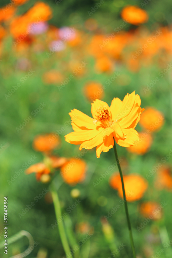 オレンジの花 コスモス